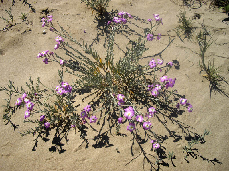 Malcomia littoralis photo